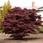 Acer Palmatum Bloodgood