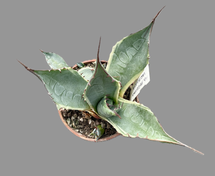 Agave parassana Variegata