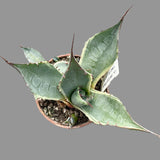 Agave parassana Variegata