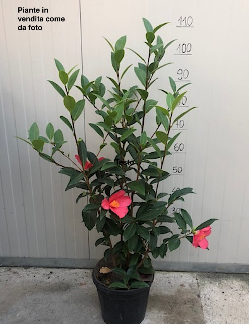 « Camelia  1001 Summer Nights® Jasmine (rifiorente)  vaso 24