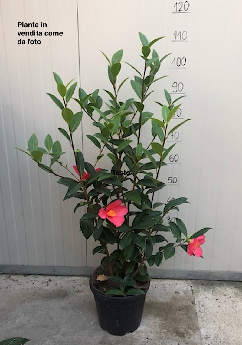 « Camelia  1001 Summer Nights® Jasmine (rifiorente)  vaso 24