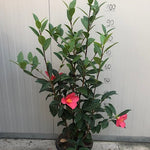 « Camelia  1001 Summer Nights® Jasmine (rifiorente)  vaso 24