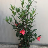 « Camelia  1001 Summer Nights® Jasmine (rifiorente)  vaso 24