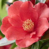 « Camelia  1001 Summer Nights® Jasmine (rifiorente)  vaso 24