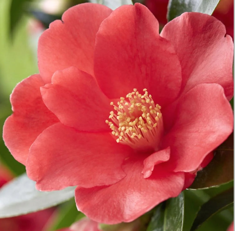 « Camelia  1001 Summer Nights® Jasmine (rifiorente)  vaso 24