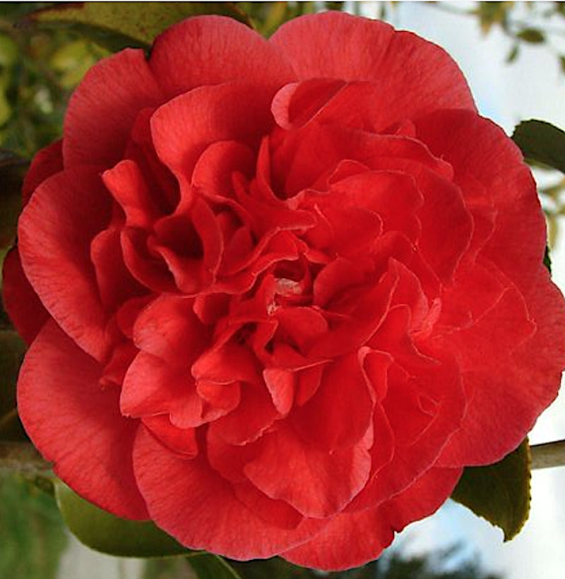 Camelia japonica Kramer's Supreme vaso 18