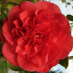 Camelia japonica Kramer's Supreme vaso 18