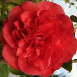 Camelia japonica Kramer's Supreme vaso 18