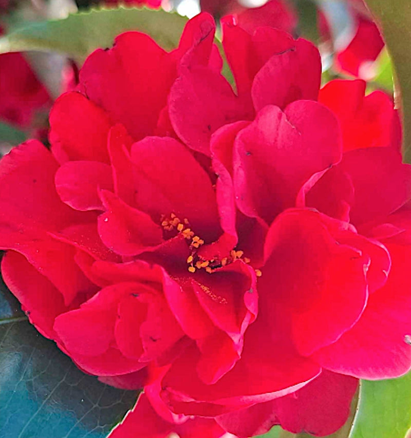 Camelia Japonica kirin no homare vaso 18