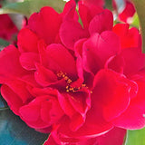 Camelia Japonica kirin no homare vaso 18