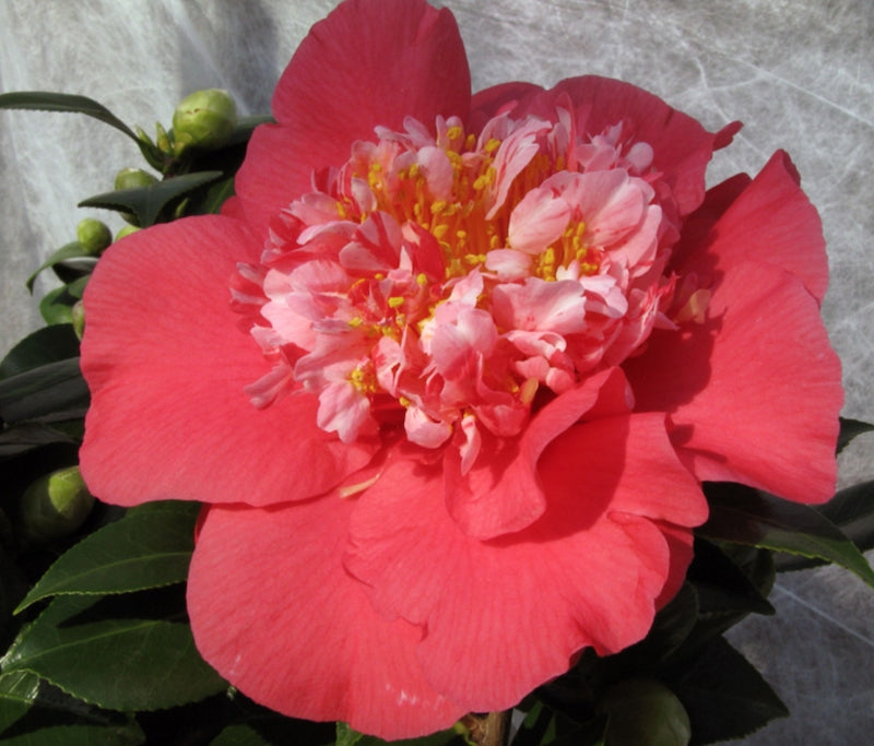 Camelia japonica Laura Walker vaso 19