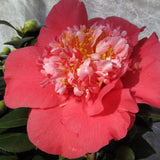Camelia japonica Laura Walker vaso 19