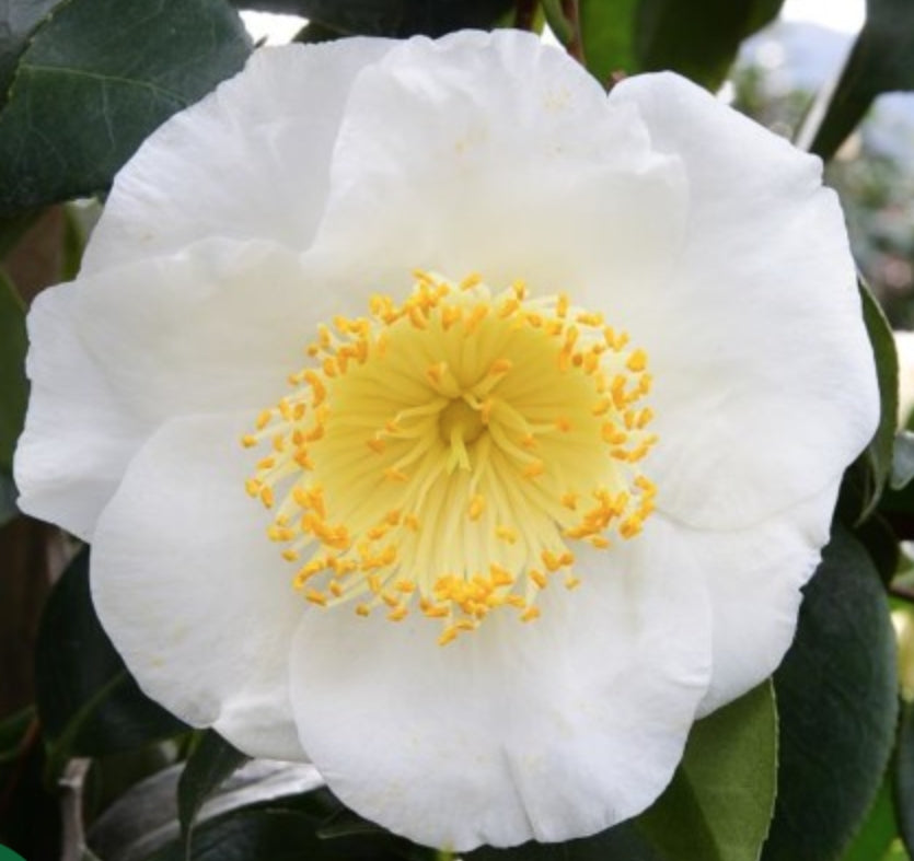 Camelia Japonica Yukimi Guruma vaso 18/19