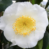 Camelia Japonica Yukimi Guruma vaso 18/19
