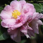 Camelia sasanqua F.L.M. Marta Piffaretti come da foto