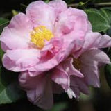 Camelia sasanqua F.L.M. Marta Piffaretti come da foto