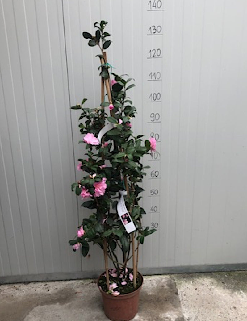Camelia sasanqua F.L.M. Marta Piffaretti come da foto