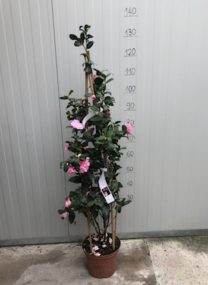 Camelia sasanqua F.L.M. Marta Piffaretti come da foto
