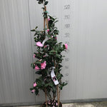 Camelia sasanqua F.L.M. Marta Piffaretti come da foto