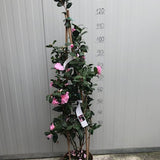 Camelia sasanqua F.L.M. Marta Piffaretti come da foto