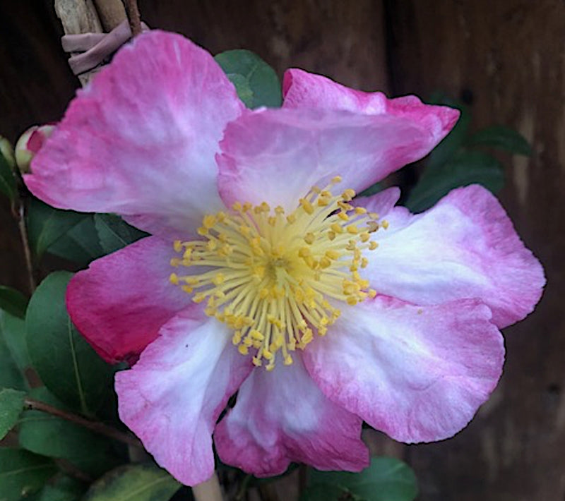 Camelia sasanqua rainbow vaso 18