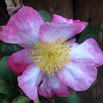 Camelia sasanqua rainbow vaso 18