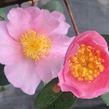 Camelia sasanqua Londontowne Blush v.18/19