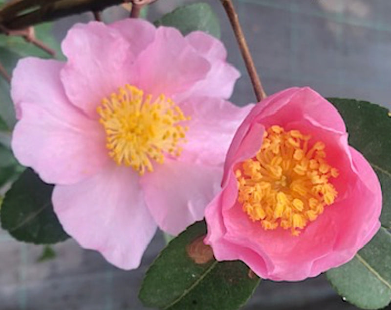 Camelia sasanqua Londontowne Blush v.18/19