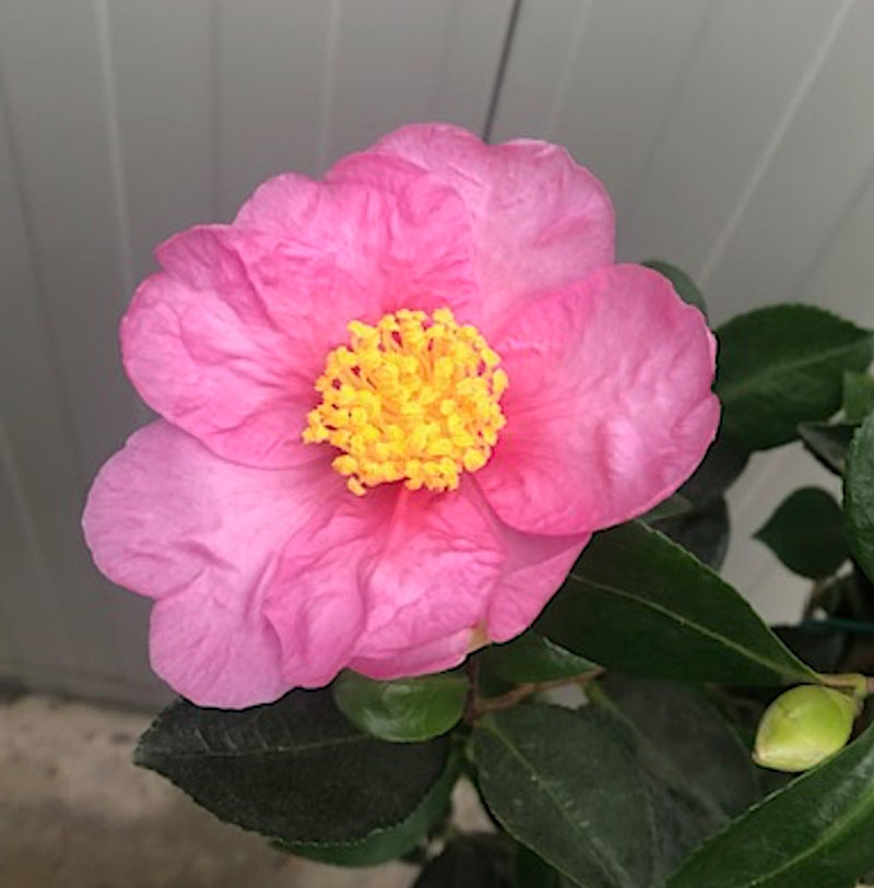 Camelia sasanqua Sakura Zukuio  vaso cm. 18/20