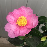 Camelia sasanqua Sakura Zukuio  vaso cm. 18/20
