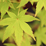 Acer Palmatum Ueno Yama vaso 9