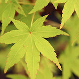 Acer Palmatum Ueno Yama vaso 9