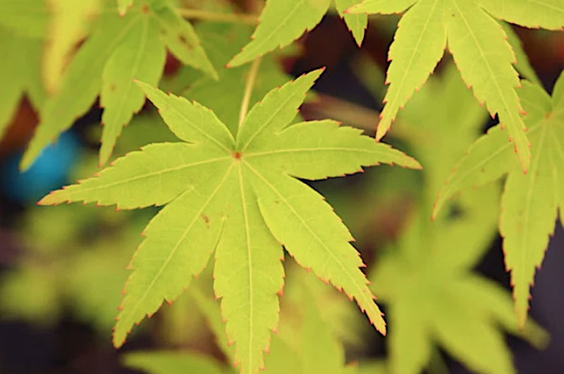 Acer Palmatum Ueno Yama vaso 9