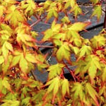Acer Palmatum Ueno Yama vaso 9