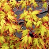 Acer Palmatum Ueno Yama vaso 9
