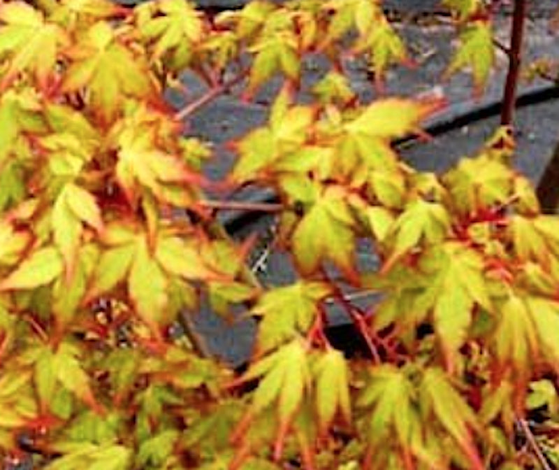 Acer Palmatum Ueno Yama vaso 9