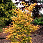 Acer Palmatum Ueno Yama vaso 9