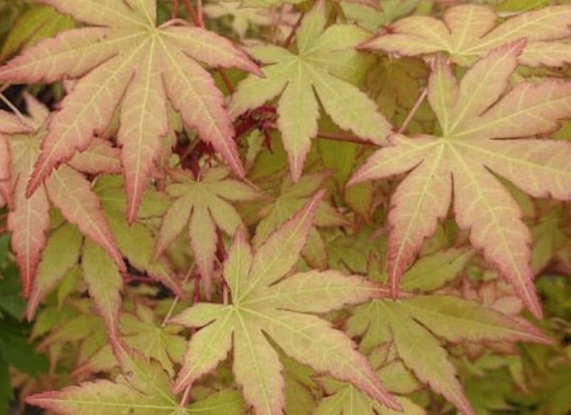 Acer Palmatum Ueno Yama vaso 9
