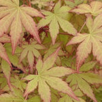 Acer Palmatum Ueno Yama vaso 9