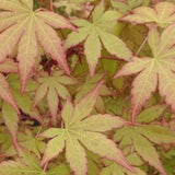 Acer Palmatum Ueno Yama vaso 9