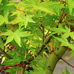 Acer Palmatum Ueno Yama vaso 9