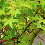 Acer Palmatum Ueno Yama vaso 9