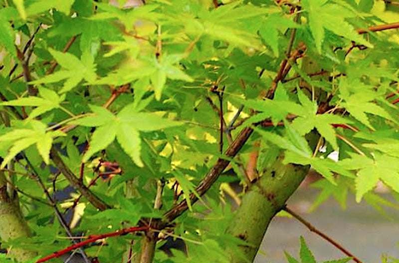 Acer Palmatum Ueno Yama vaso 9