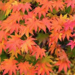 Acer Palmatum Ueno Yama vaso 9