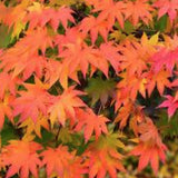 Acer Palmatum Ueno Yama vaso 9