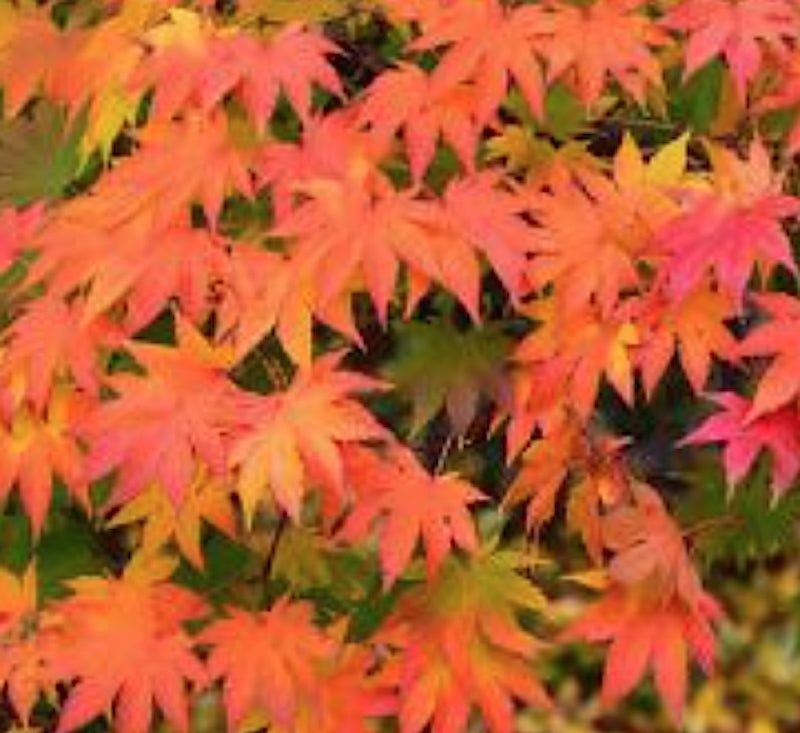 Acer Palmatum Ueno Yama vaso 9