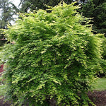 Acer Palmatum Ukon vaso 9