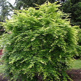 Acer Palmatum Ukon vaso 9