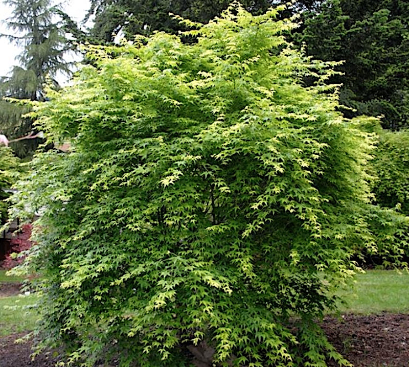 Acer Palmatum Ukon vaso 9