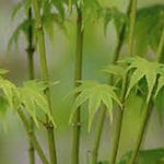 Acer Palmatum Ukon vaso 9